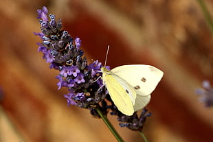 white cabbage butterfly perching on purple flower in close-up photography HD wallpaper