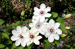 white flowers plant HD wallpaper