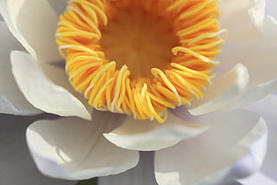 close-up photo of white petaled flower, water lily, nymphaea