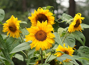 photo of Sunflower HD wallpaper