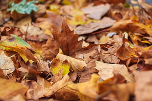 shallow focus dried leaves HD wallpaper