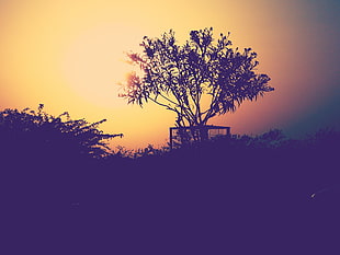 silhouette of tree and cage digital wallpaper, nature, sunset, trees