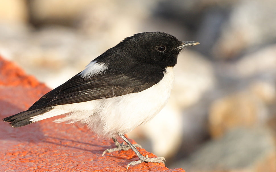 white and black bird HD wallpaper