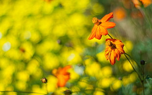 orange Coreopsis flowers