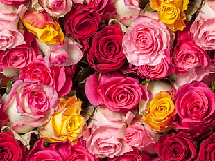 closeup of pink, red, and yellow roses HD wallpaper