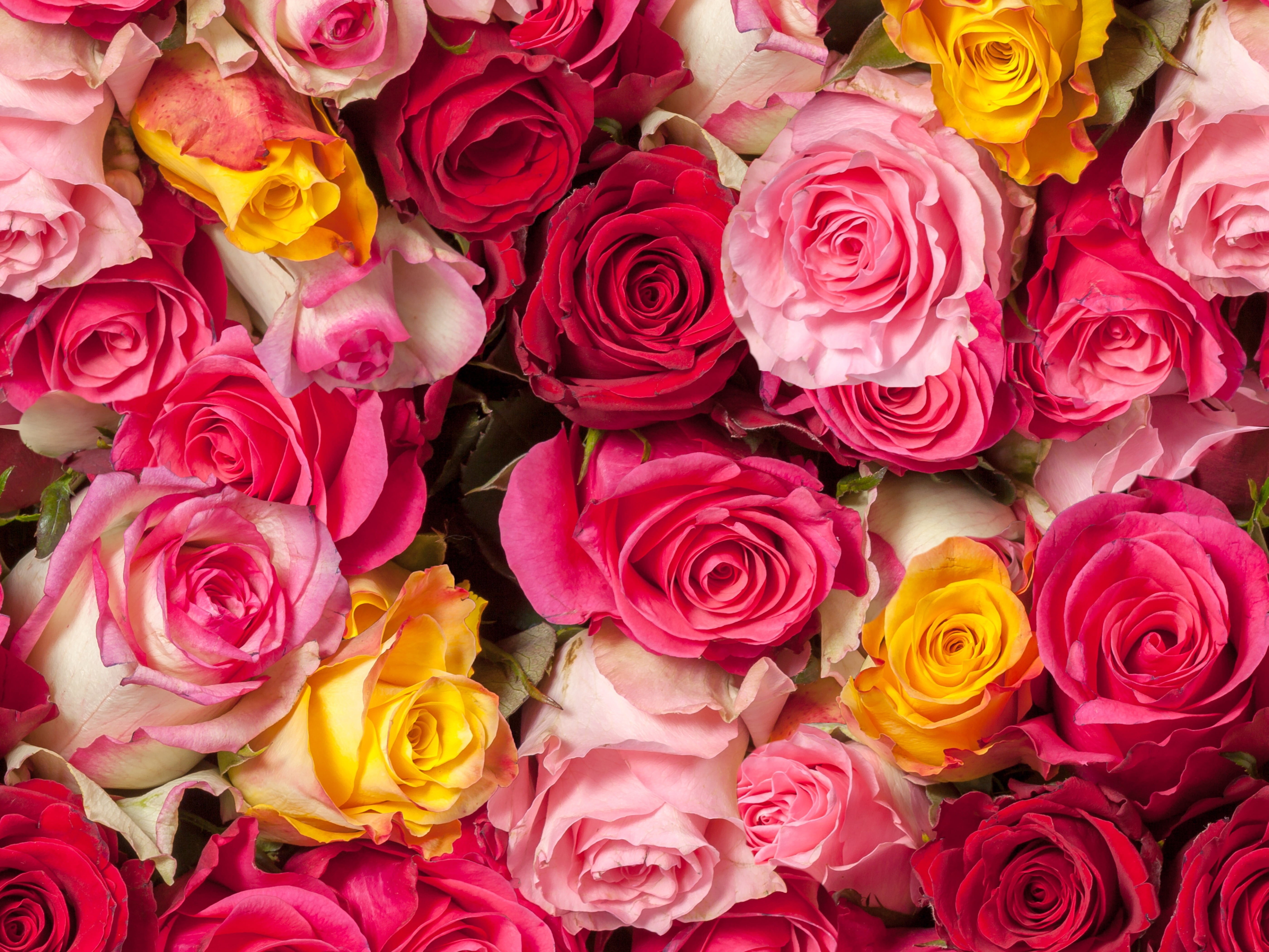 Featured image of post Background Red And Yellow Roses Wallpaper Looking for the best yellow roses background