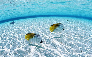 two white and yellow tropical fishes, fish, sea, underwater HD wallpaper