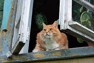 orange tabby cat on black and gray wooden window