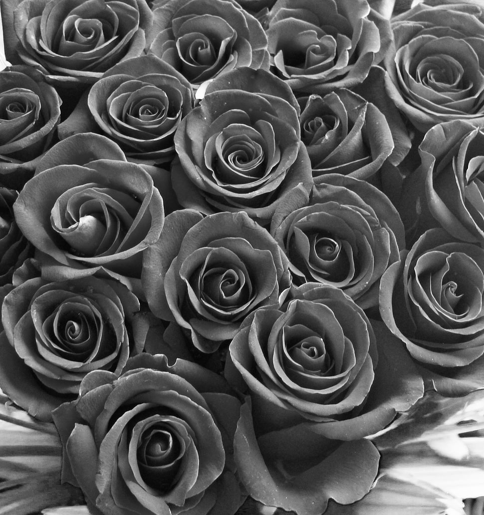 grayscale photo of bunch of roses HD wallpaper