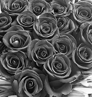 grayscale photo of bunch of roses