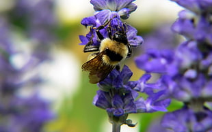 bumblebee perched on purple petaled flower in closeup photo