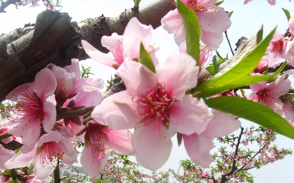 pink petaled flowers HD wallpaper