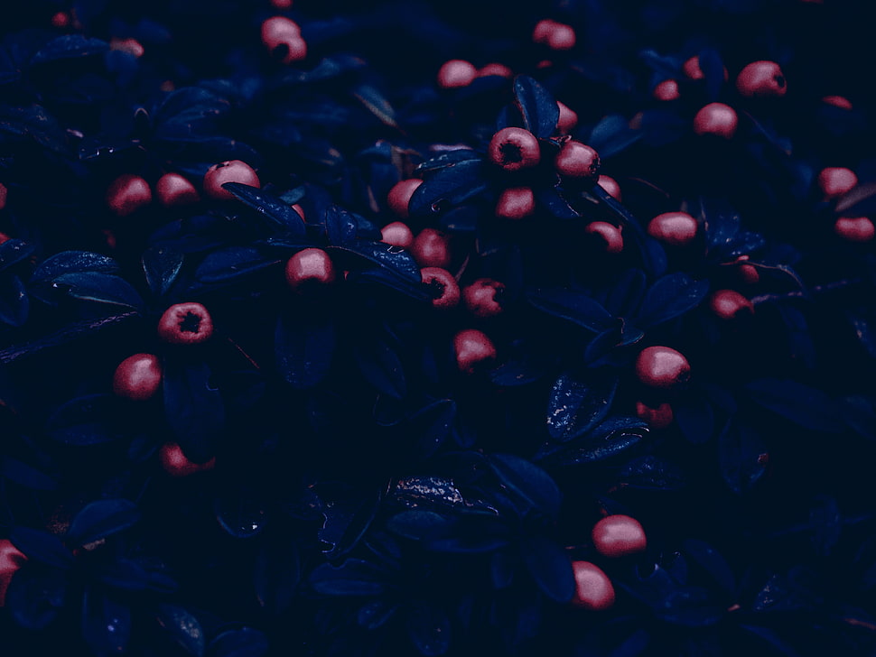 fruit HD wallpaper
