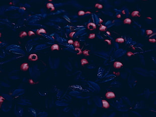 fruit HD wallpaper