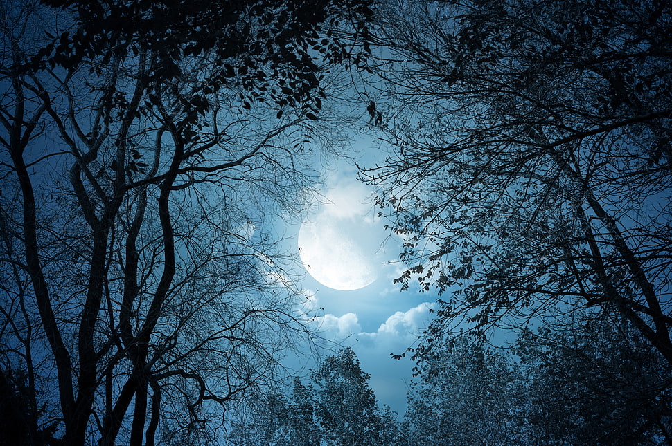 silhouette of trees HD wallpaper