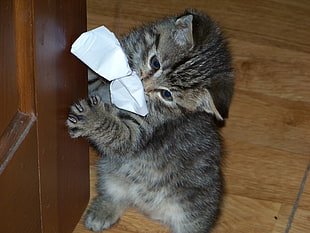 brown tabby kitten playing with white paper