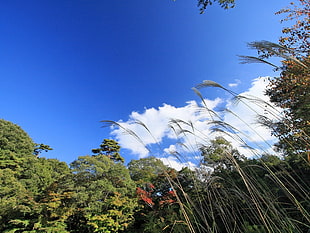 green grass field and green leaf trees under blue sky