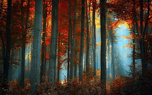 orange trees, nature, forest