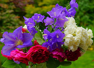 purple, white, and red petaled flower bouquet