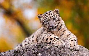 shadow depth of field photography of feline reclining on rock