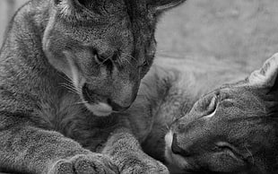 grayscale photography of two lioness