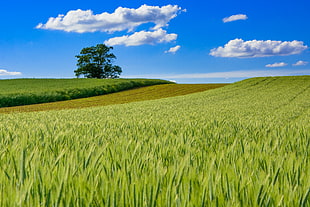 photo of vast green grass field HD wallpaper