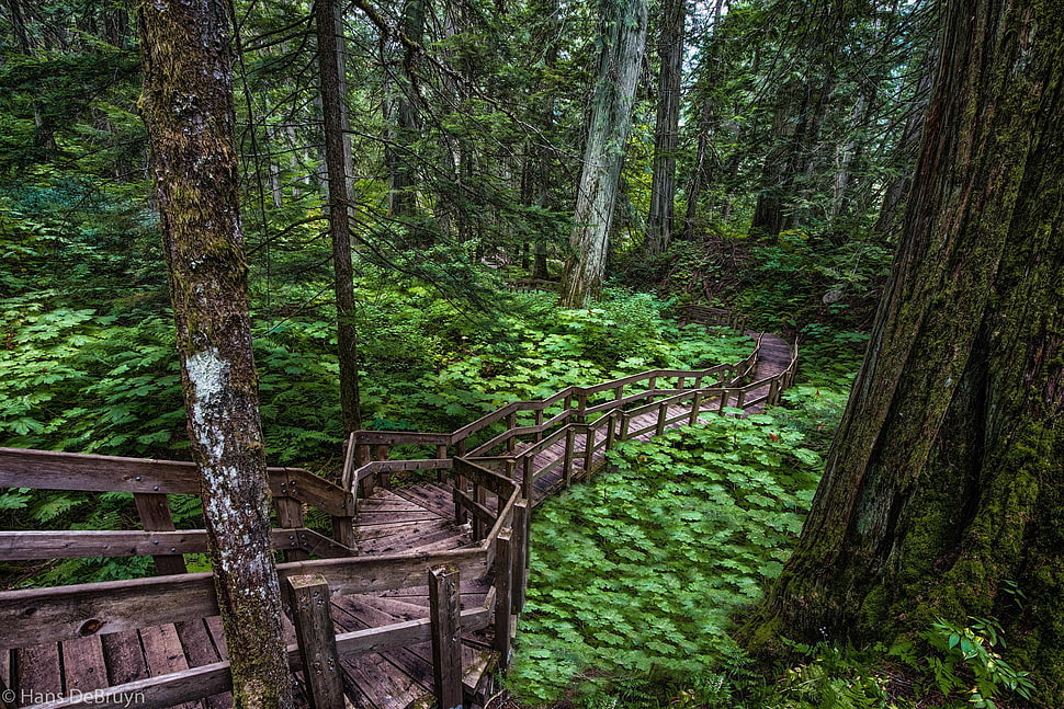brown and black metal frame, forest, plants, trees, path HD wallpaper