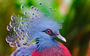 closeup photo of gray and red peacock