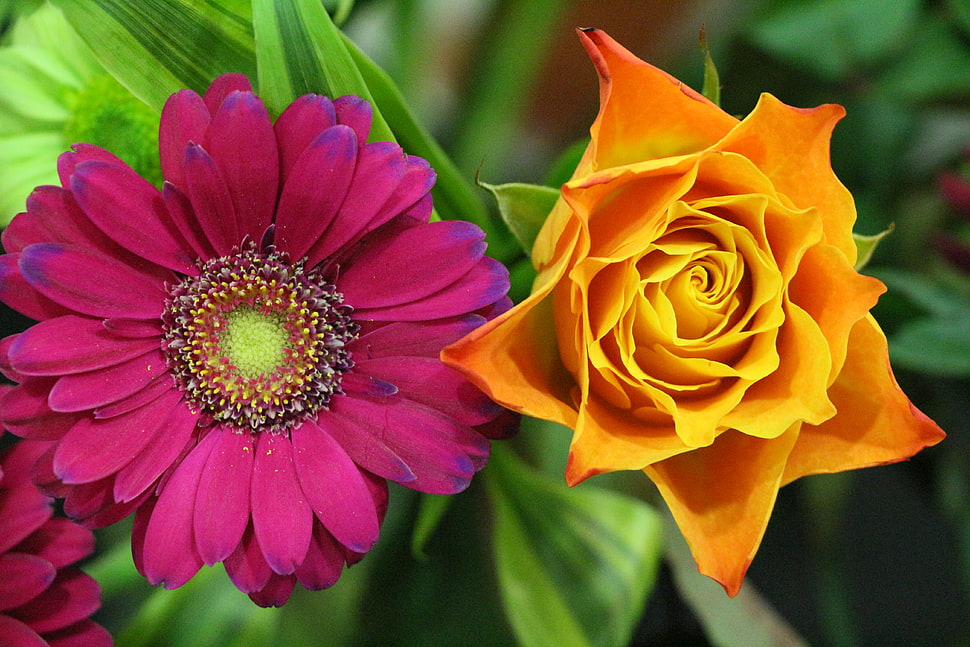 two red and yellow petaled flowers HD wallpaper