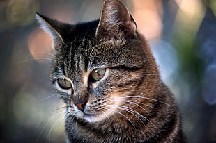bokeh photography of silver Tabby cat HD wallpaper