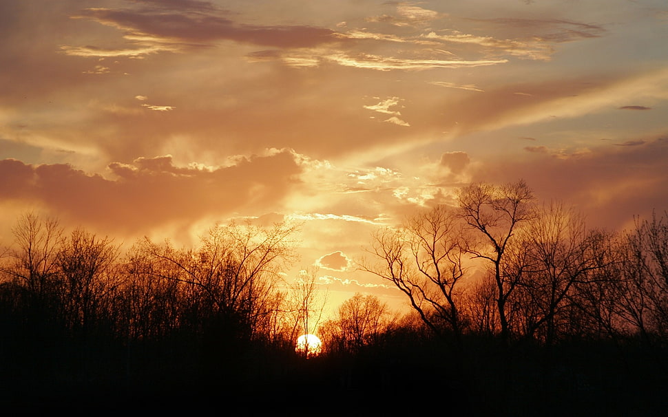 Silhouette of trees during sunset HD wallpaper