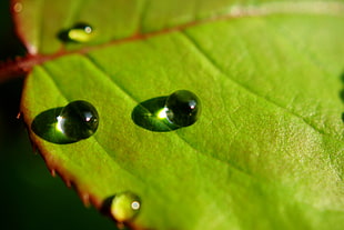 timelapse photography of droplets on green leaf