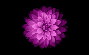 purple flower illustration HD wallpaper