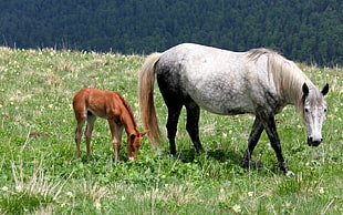 two horses walking along the green field