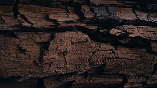 brown driftwood, log, wood HD wallpaper