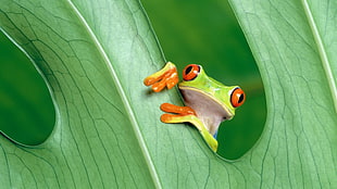green, frog, leaves, animals