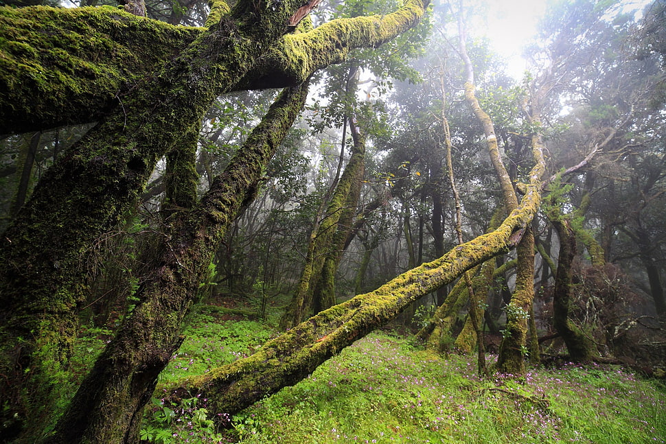 green moss, nature, landscape, forest HD wallpaper