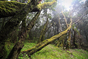 green moss, nature, landscape, forest
