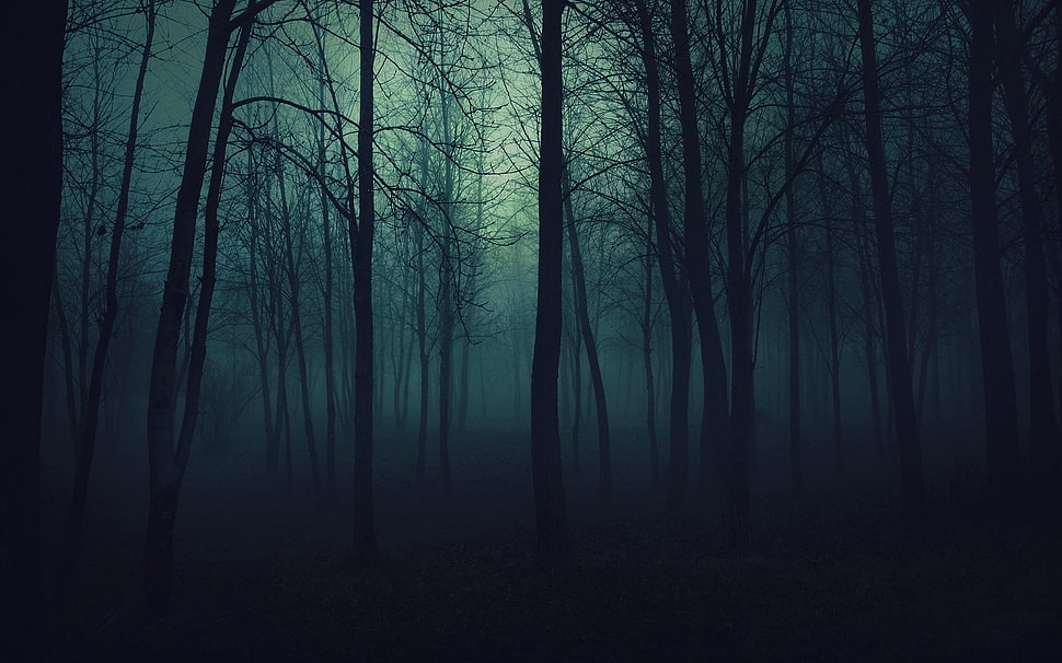 row of trees, forest, spooky, dark, landscape HD wallpaper