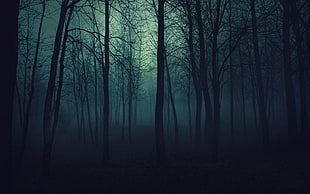row of trees, forest, spooky, dark, landscape