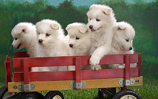five short-coated white puppies on red and brown wooden crate