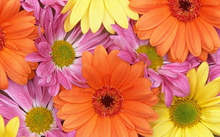 Gerbera,  Flowers,  Petals,  Colorful HD wallpaper