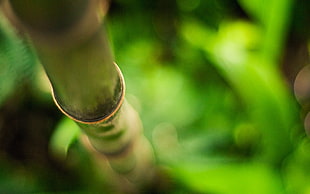 green leafed plant, bamboo, depth of field, nature