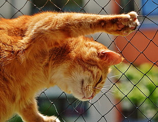 orange Tabby cat