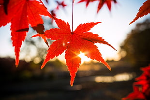 red Maple leaf in selective focus photography HD wallpaper