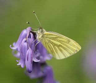yellow butterfly on purple flower, green-veined white