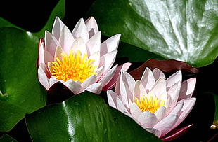 two pink-and-yellow flower