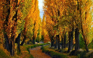 autumn leaves pathway HD wallpaper