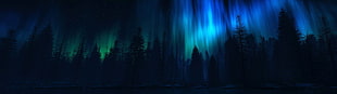 panoramic photography of trees during night time