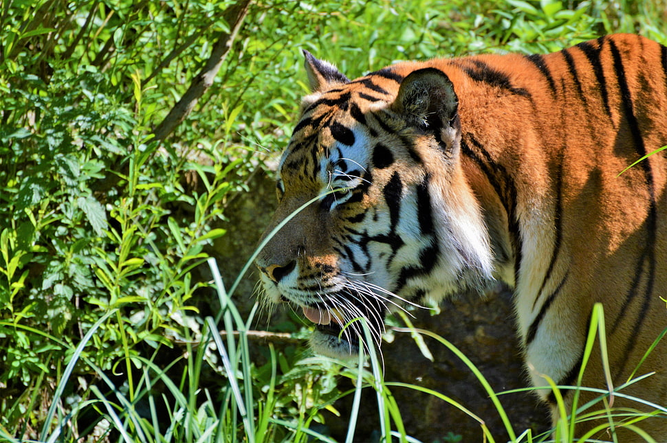 tiger portrait photo, Tiger, Big cat, Predator HD wallpaper